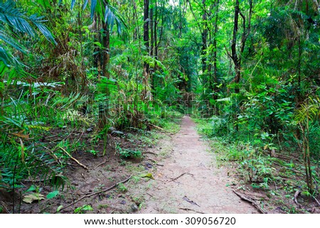 Tropical forest hiking path from Thailand national park