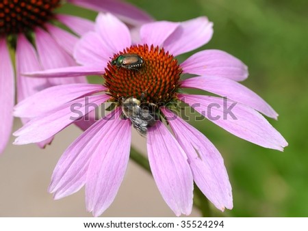 Echinacea purpurea visited by a Japanese beetle and a Carpenter Bee