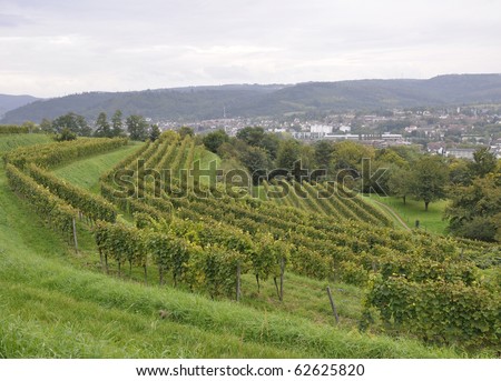 View from Schutterlindenberg a German wine region towards the Schwarzwald, Lahr Germany