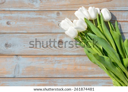 bunch of white tulips in the sun on old ice blue knotted wood as background with empty space