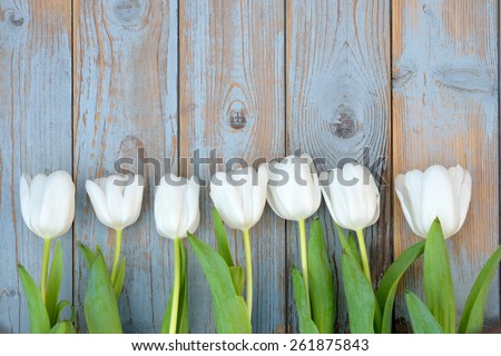 row of white tulips on old ice blue knotted wooden background with empty space as layout for text or photo frame