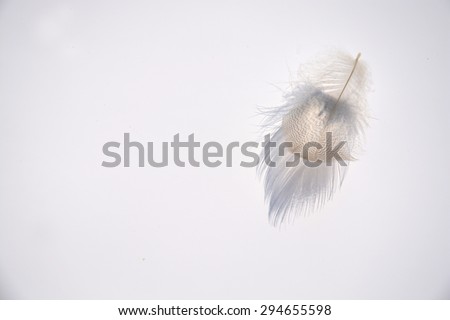White grey soft empty background with light striped down feather with beautiful shadow
