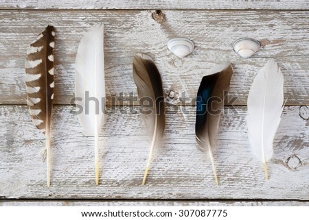 selection of various bird feathers on a white leaved painted wooden shelves background