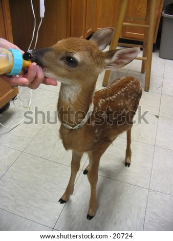A fawn being bottle fed at a wildlife rescue clinic (whole body shot).