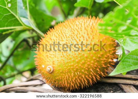 Gac fruit (Momordica cochinchinensis) is Southeast Asian fruit. gac fruit has been used as food and medicine