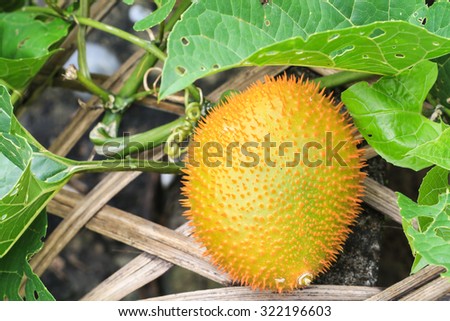 Gac fruit (Momordica cochinchinensis) is Southeast Asian fruit. gac fruit has been used as food and medicine