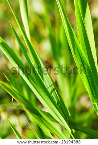 Green grass close up. Background on the topic of the nature of the summer. Shallow DOF.