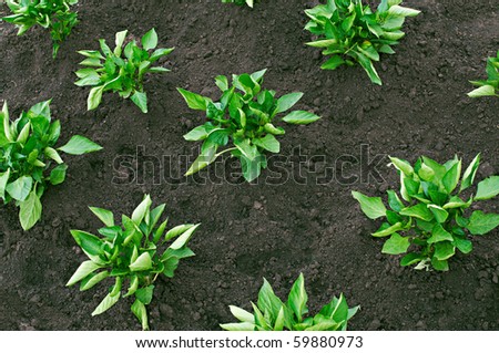Pepper bushes planted in fertile soil in neat rows