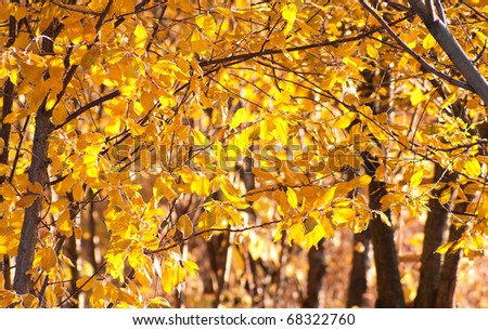 Beautiful leaves of cherry golden during autumn leaf fall