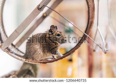 Similar – Foto Bild Degu sitting in wheel