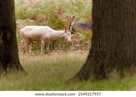 Similar – Image, Stock Photo Albino Deer Forest Nature