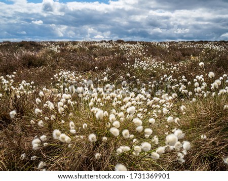 Similar – Foto Bild Wollgras Sauergrasgewächs