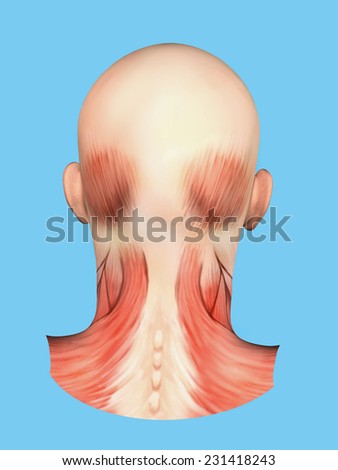 Anatomy Of Muscles Of Head: Featuring Posterior View Of The Superficial ...