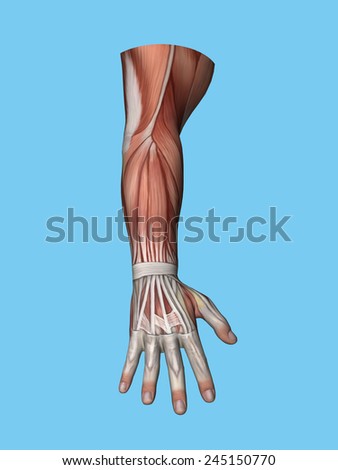 Anatomy Posterior View Of Hand And Arm Of A Man Including Extensor ...