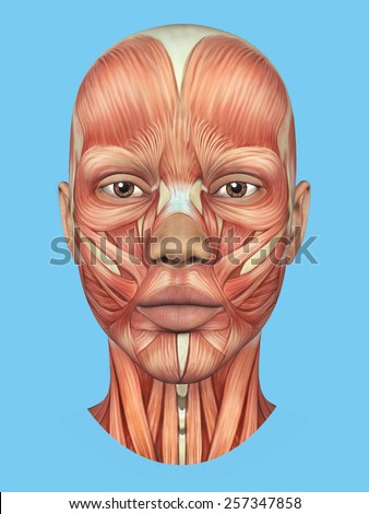 Anatomy Front View Of Major Face Muscles Of A Woman Including Procerus ...