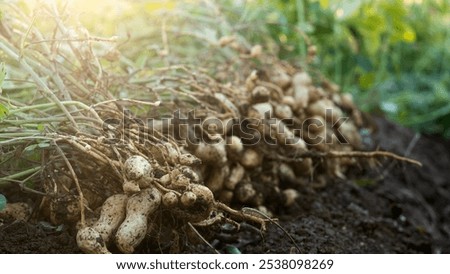 Similar – Foto Bild Erntehand mit Erdnüssen