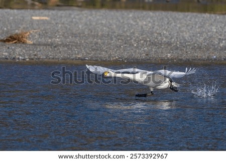 Similar – Foto Bild Schwanensee Ausflug