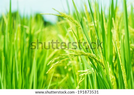 rice plant in rice field
