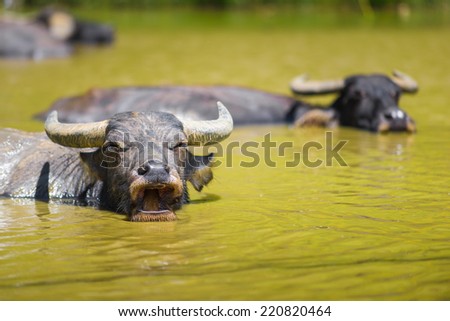 Buffalos hide in water from a heat