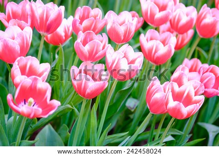 Fresh red-white tulips in warm sun light