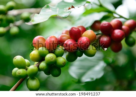 Fresh ripening Coffee Cherries on coffee trees with Selective Focus