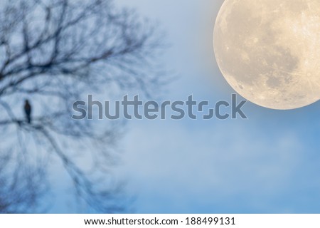 Full Moon beside the de-focused tree and a raven on it.