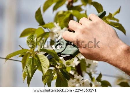 Similar – Foto Bild Männlicher Landwirt beim Beschneiden eines Obstbaums