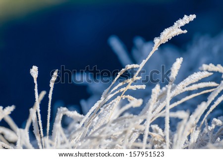 Close-up view of frozen grass.