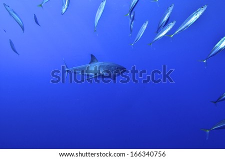 Great white Shark hunting