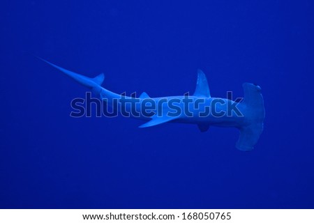 A hammerhead shark circling the divers in a wide arc