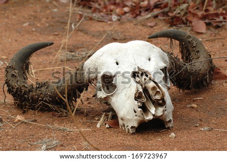 Natural skull of a buffalo in the Kruger National Park