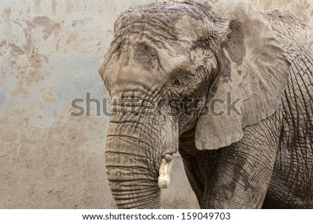 Portrait or close-up of old and huge elephant in the zoo of Beijing. Picture shows head and half of the body of the elephant. The elephant is covered with mud.