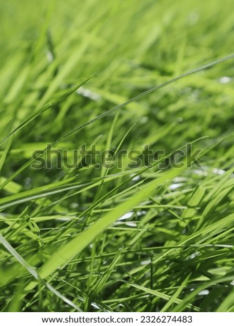 Image, Stock Photo Macro shot: grass plants