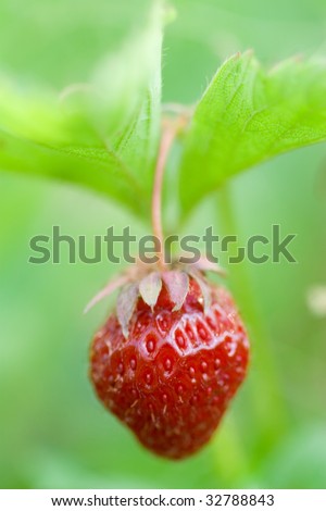 Fresh and tasty strawberries  growing