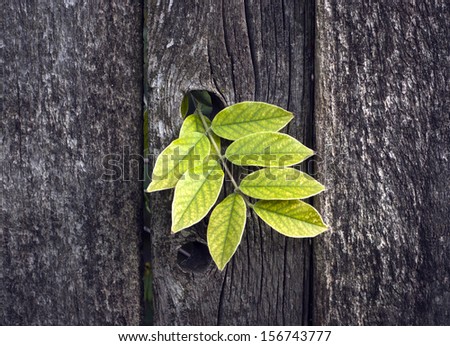 Beautiful light green leaf break open an old vintage wooden fence-background