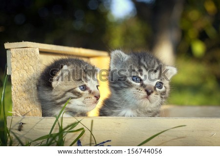 Two whiskers kitten in a wooden box - 2 weeks old with beautiful blue eyes