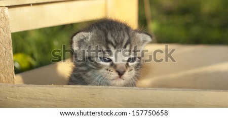 Little sleepy whisker kitten outside in a wooden box- 2 weeks old