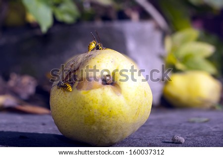 Two wasp eat a falled pear- autumn still life