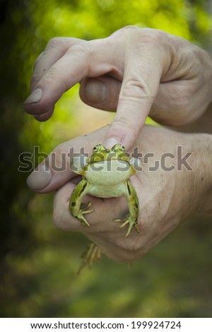 A big green bullfrog in my father\'s hand
