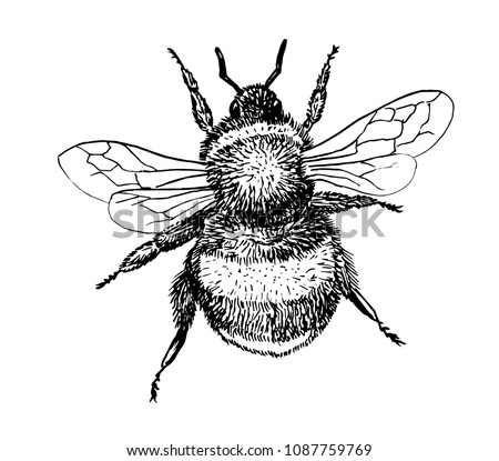 Pictures Of Bumble Bees | Free download on ClipArtMag