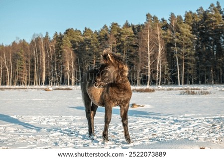 Similar – Image, Stock Photo A Konik pony foal (wild horse) with his mother