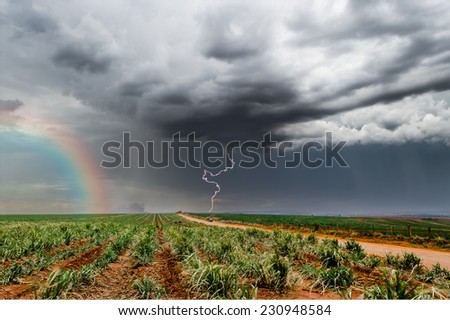 Thunderstorm containing a rainbow and lighting, over a Sugar cane field