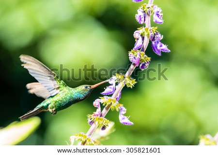 Brilliant Green Hummingbird sucking nectar with blurry wings