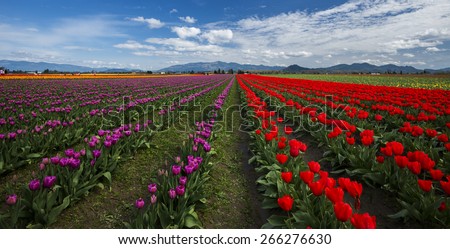 Skagit Valley Tulip Festival. Mount Vernon, WA USA - March, 26 2015. Annual Tulip Festival is held in Skagit Vally in early spring.