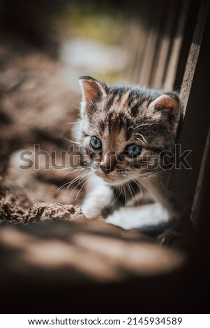 Similar – Image, Stock Photo Angry newborn tabby black and grey cat discovering new beauties in the garden in the taller grass and demanding attention. Roar. Sunset with a kitten. Vintage style