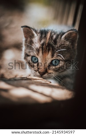 Similar – Image, Stock Photo Angry newborn tabby black and grey cat discovering new beauties in the garden in the taller grass and demanding attention. Roar. Sunset with a kitten. Vintage style