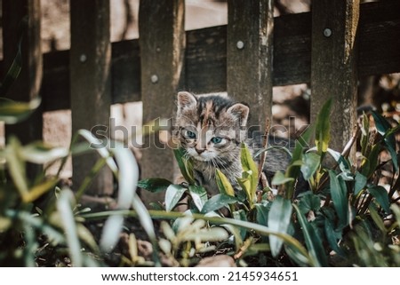 Similar – Image, Stock Photo Angry newborn tabby black and grey cat discovering new beauties in the garden in the taller grass and demanding attention. Roar. Sunset with a kitten. Vintage style