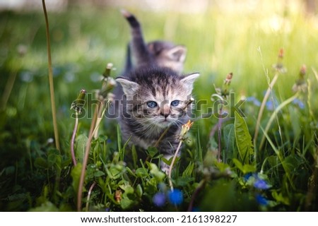 Similar – Image, Stock Photo Angry newborn tabby black and grey cat discovering new beauties in the garden in the taller grass and demanding attention. Roar. Sunset with a kitten. Vintage style