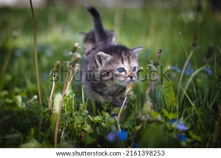 Similar – Image, Stock Photo Angry newborn tabby black and grey cat discovering new beauties in the garden in the taller grass and demanding attention. Roar. Sunset with a kitten. Vintage style