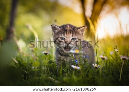 Image, Stock Photo Angry newborn tabby black and grey cat discovering new beauties in the garden in the taller grass and demanding attention. Roar. Sunset with a kitten. Vintage style